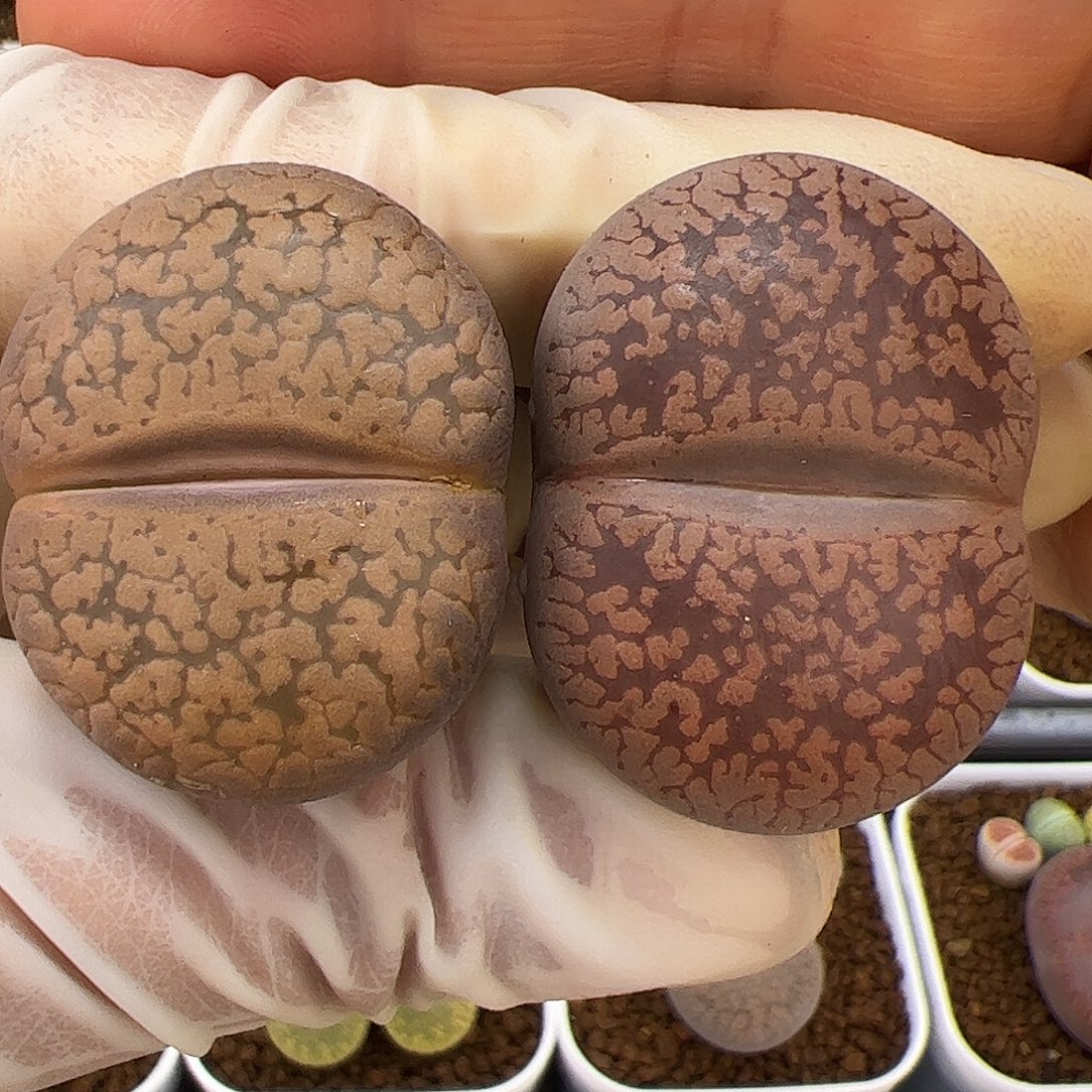 生石花多肉大母本轮子