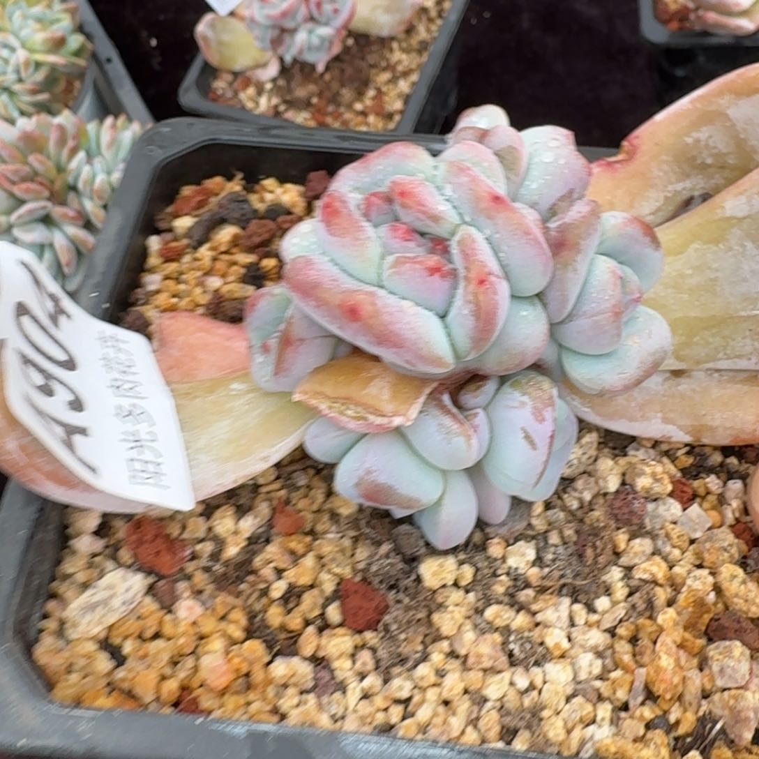 9个头一物一拍的
