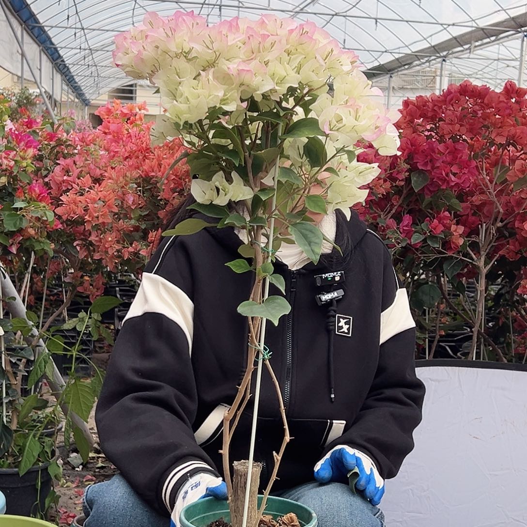 大部分花苞少量开放绿樱棒棒糖带竹一棵