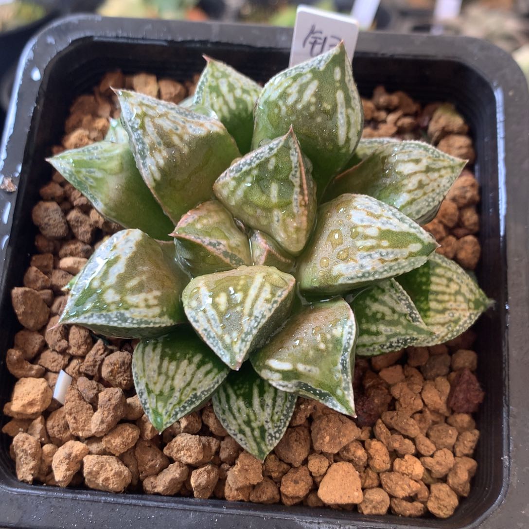 铜雀台一物一拍带盆