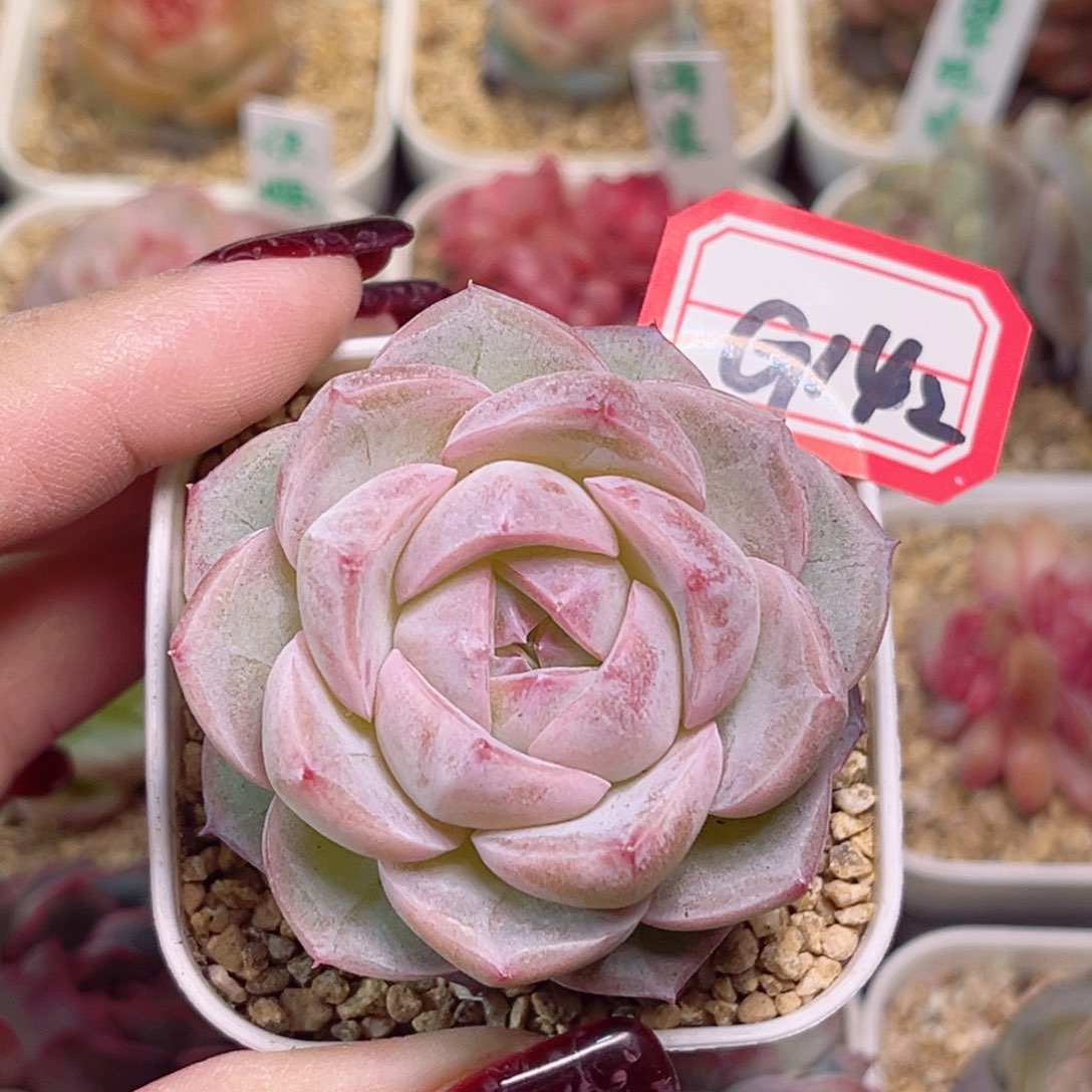 G142一物一拍 白日梦