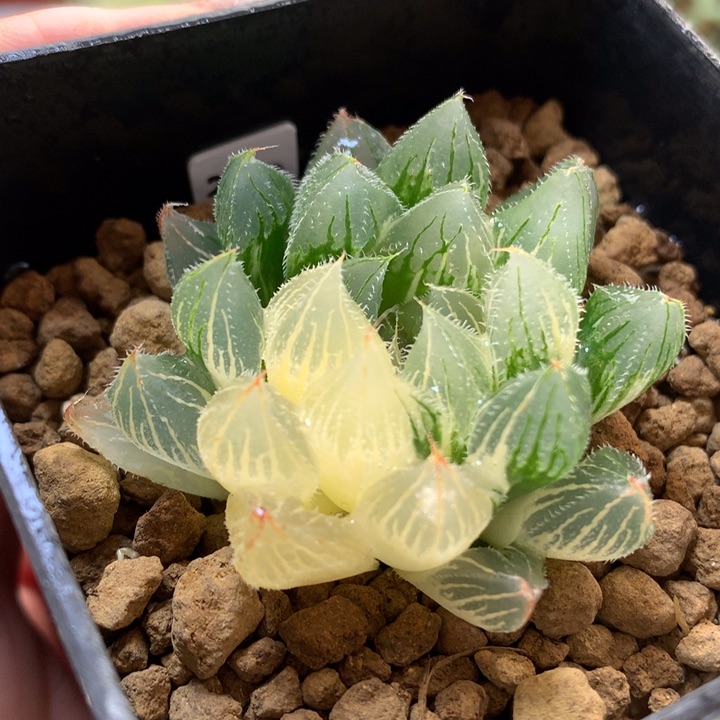 白泽毛玉露锦带盆土