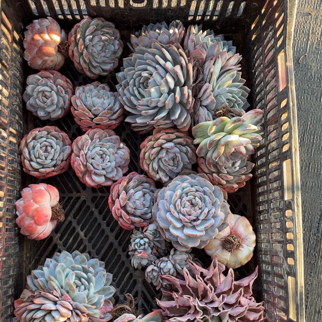 头扣咯哦哦哦哦哦哦哦哦哦