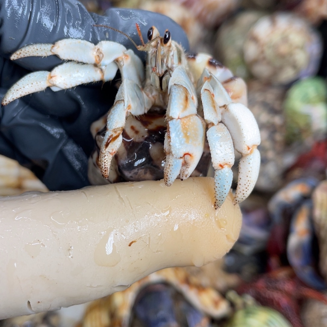 不退不换活体宠物33