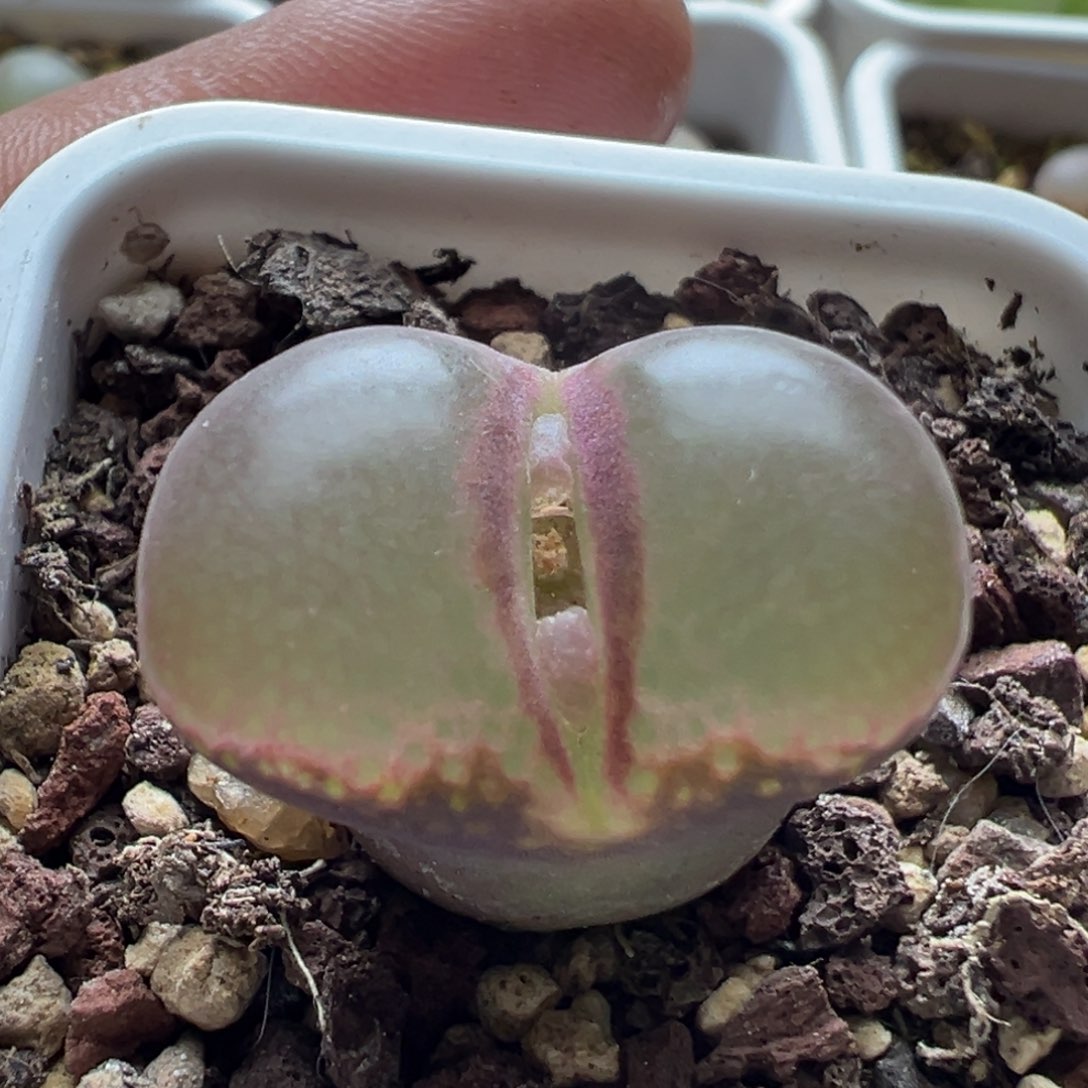 无花朵实生风铃玉21号