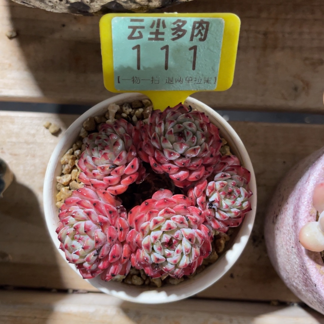 云尘多肉一物一拍111不含盆，