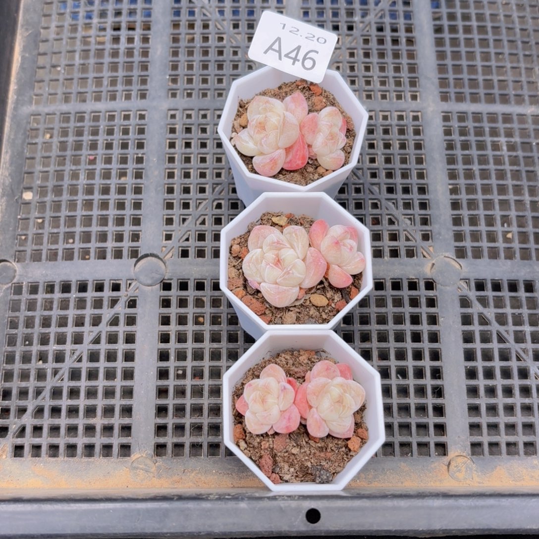 @***濛双头冰玉3颗一组脱土