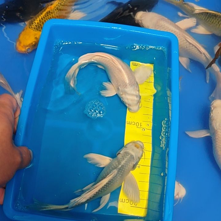 蝴蝶鲤鱼蝴蝶鲤2条
