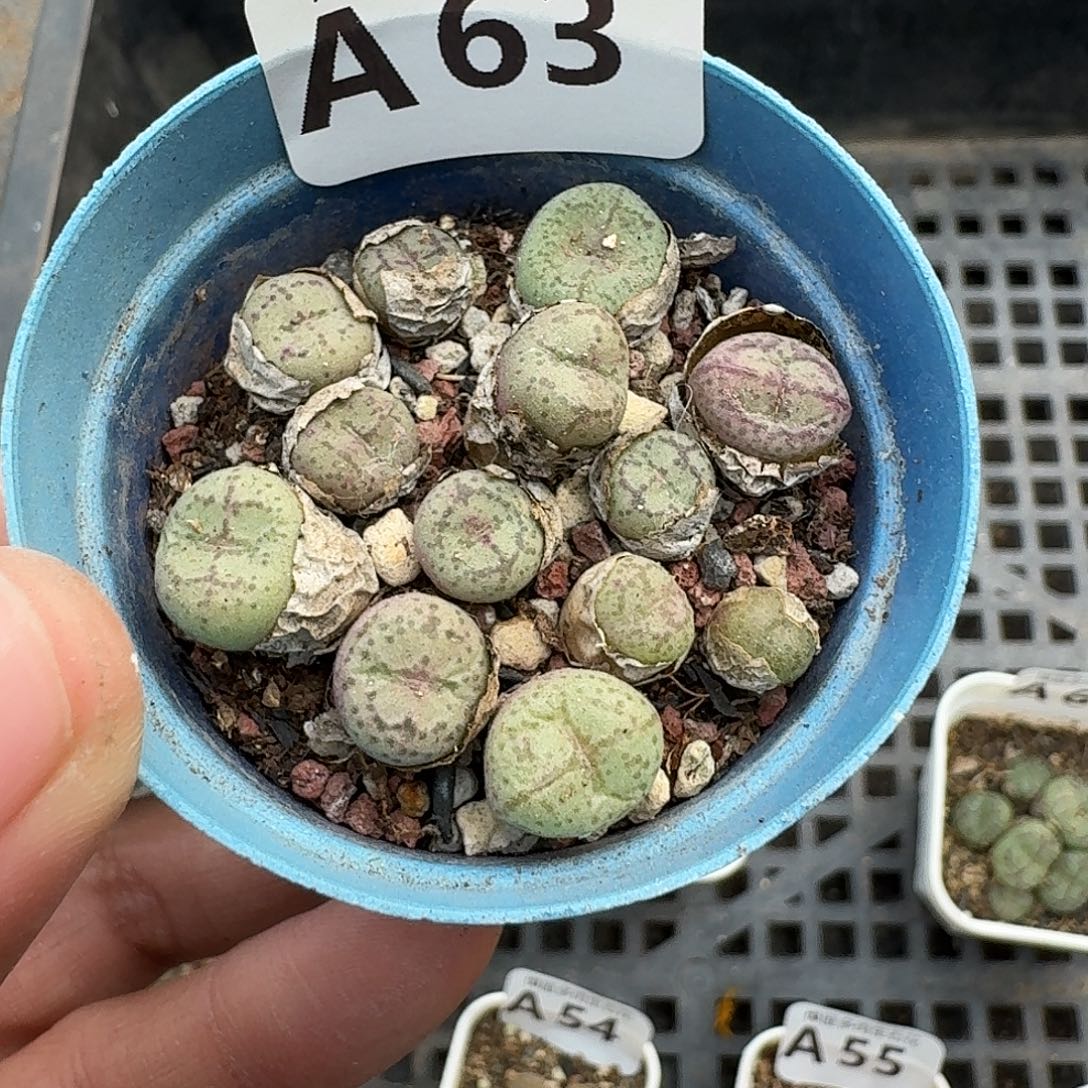 63多肉植物多肉植物