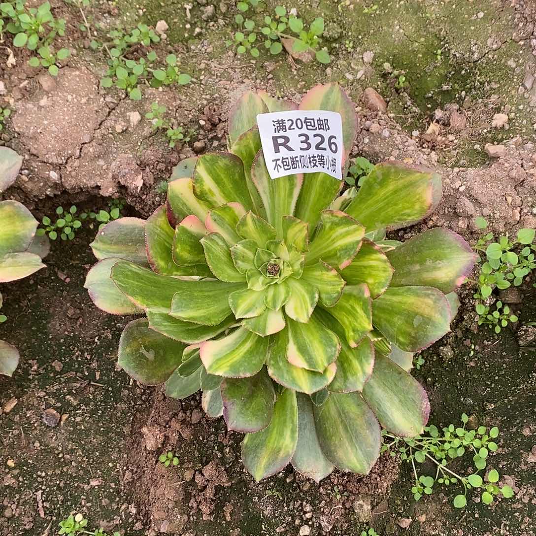 326韶羞七彩多肉法师锦