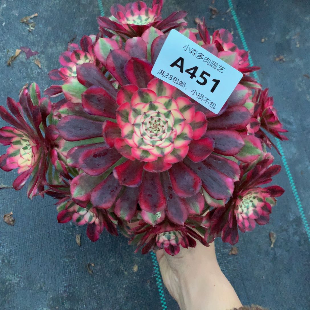 侠**义451红彤88888888888