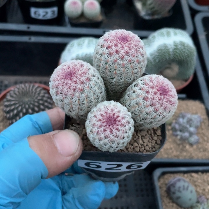 626实生红太阳4头