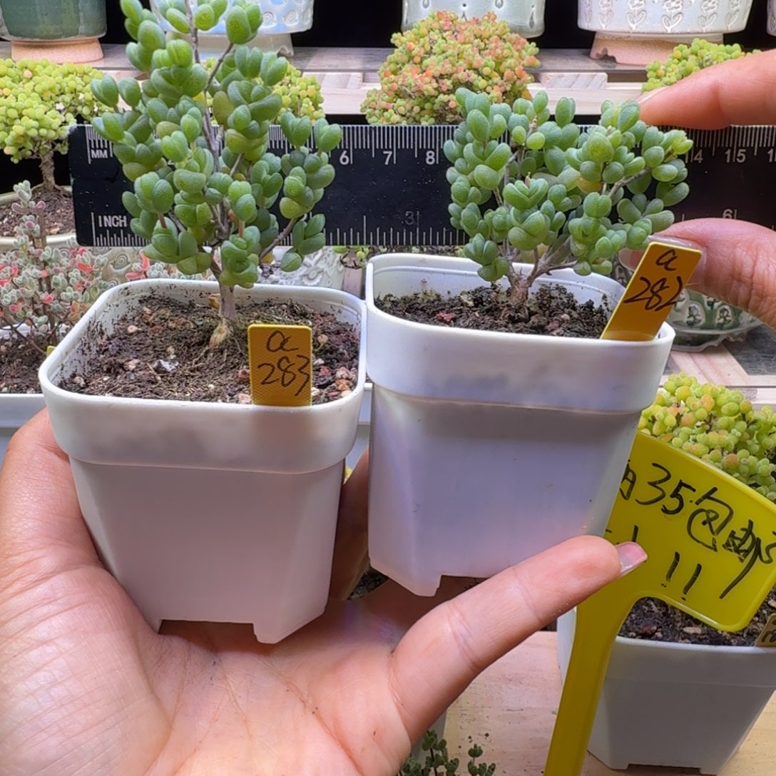 柠***桔a282a283号两棵元宝