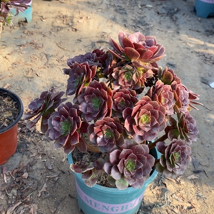 赤焰莲多肉植物16