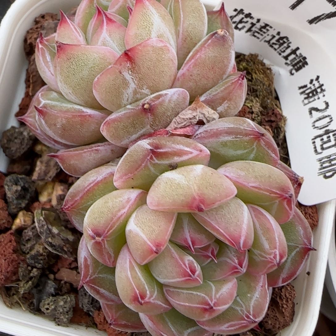 冲****n花语逸境0210-317