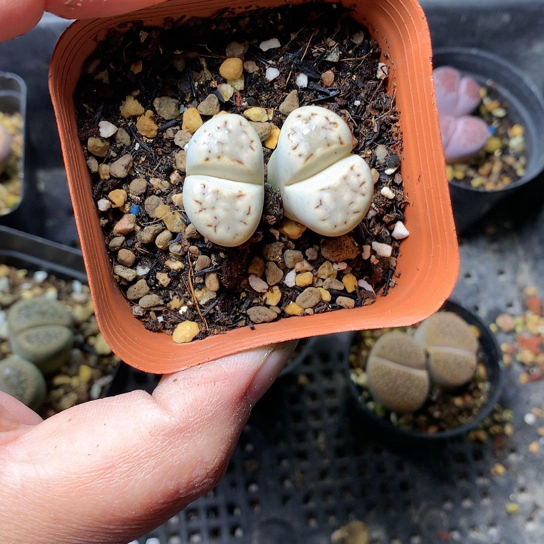 折*花K175多肉植物保护研究所