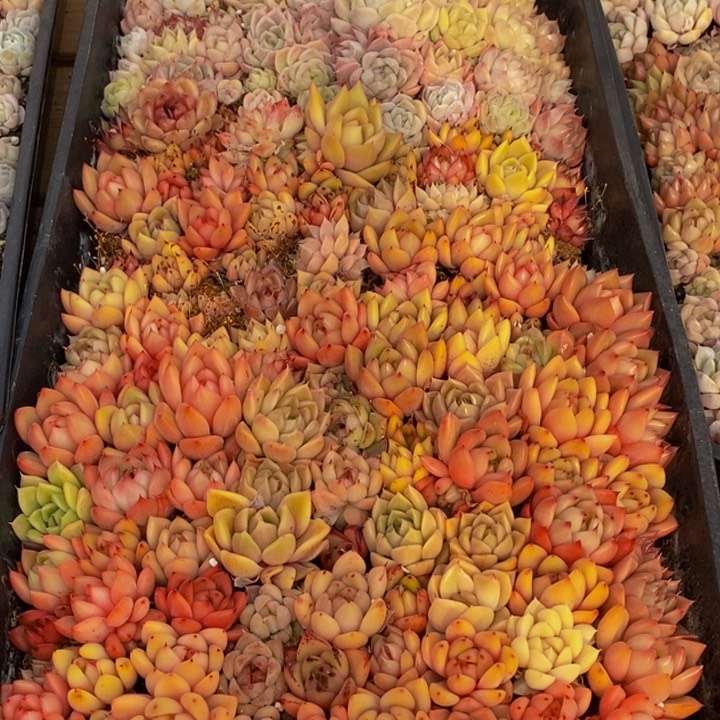 471多肉植物保护研究所所长