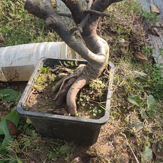 用***5无花朵海棠盆景精品造型