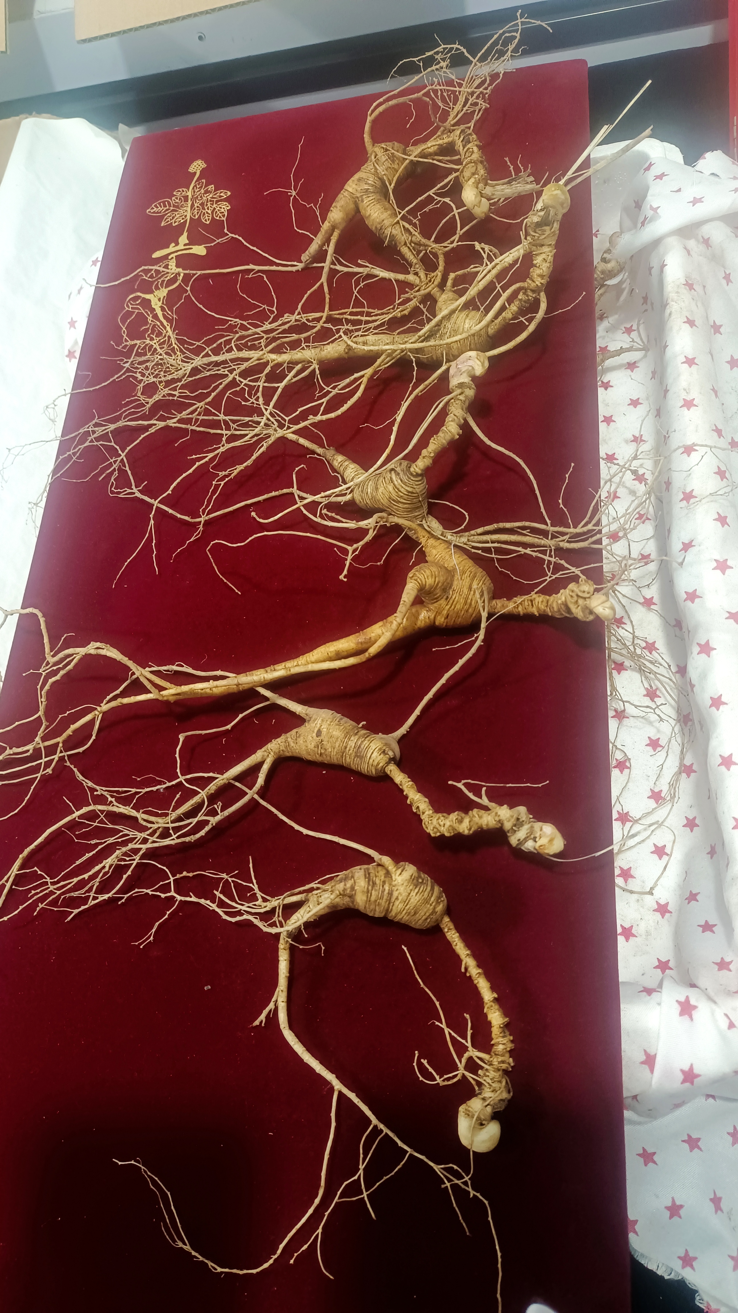 长白山人参看好在拍