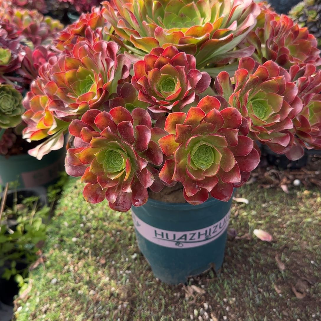 罗曼尼模特一物一拍多肉