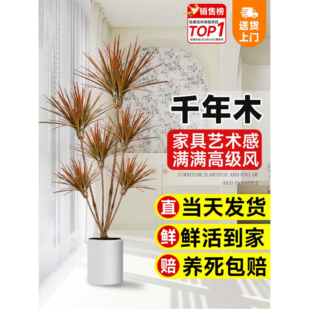 千年木绿植室内大型马尾铁七彩铁真落地植物客厅办公室龙血树盆栽