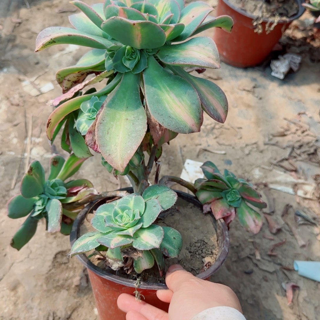 黄忠斑多肉182满20包邮断枝不包瑕疵