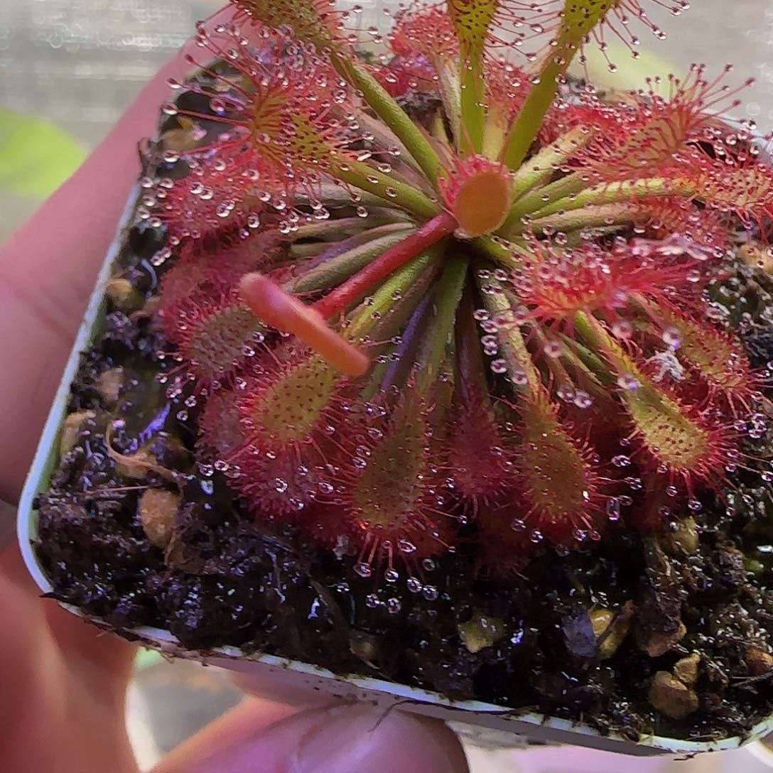 无花朵专拍罗赖马