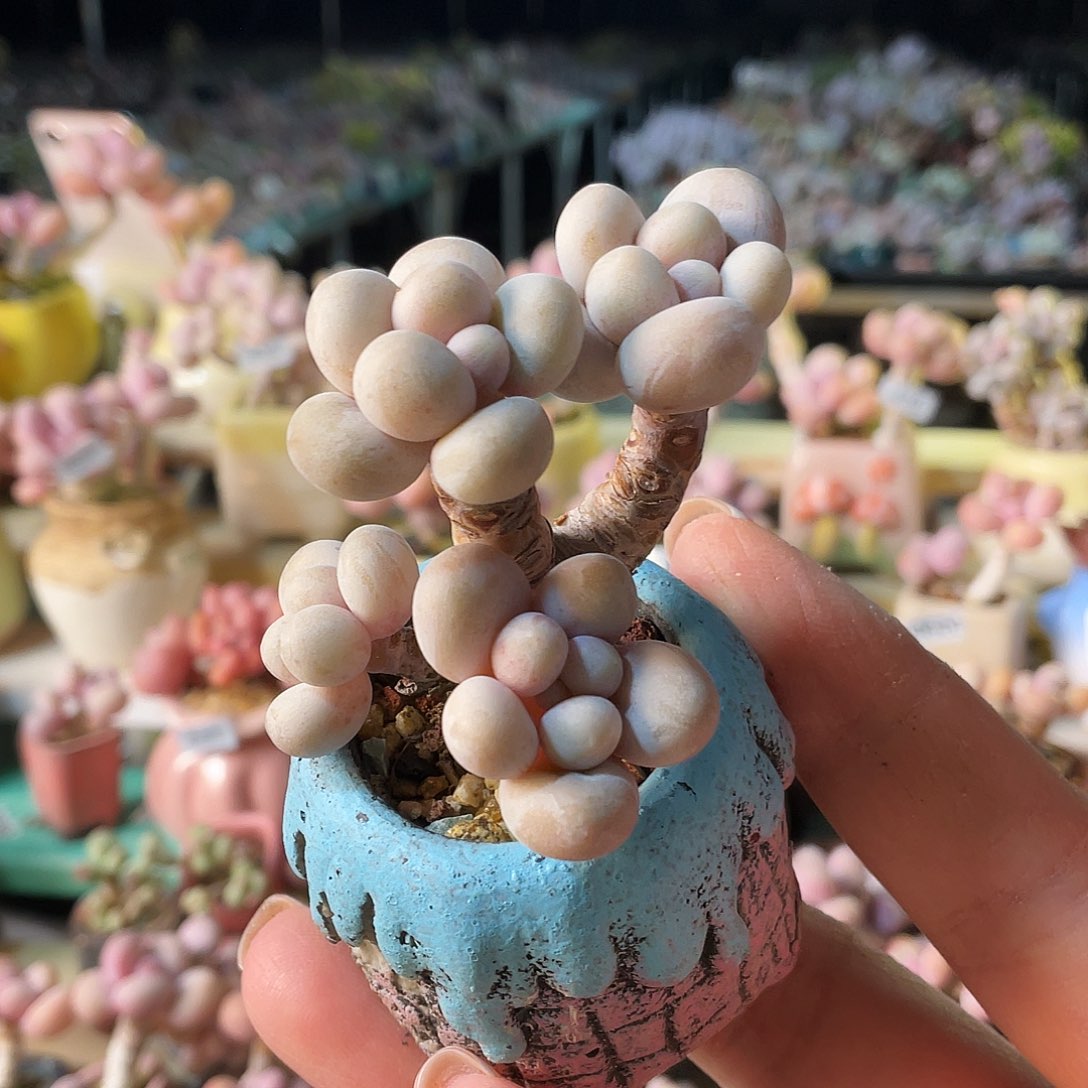 刘*含多肉植物的生长发育与生长