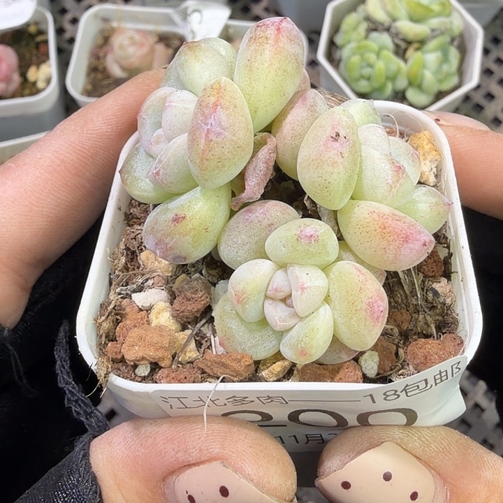200 号到手1框江北多肉