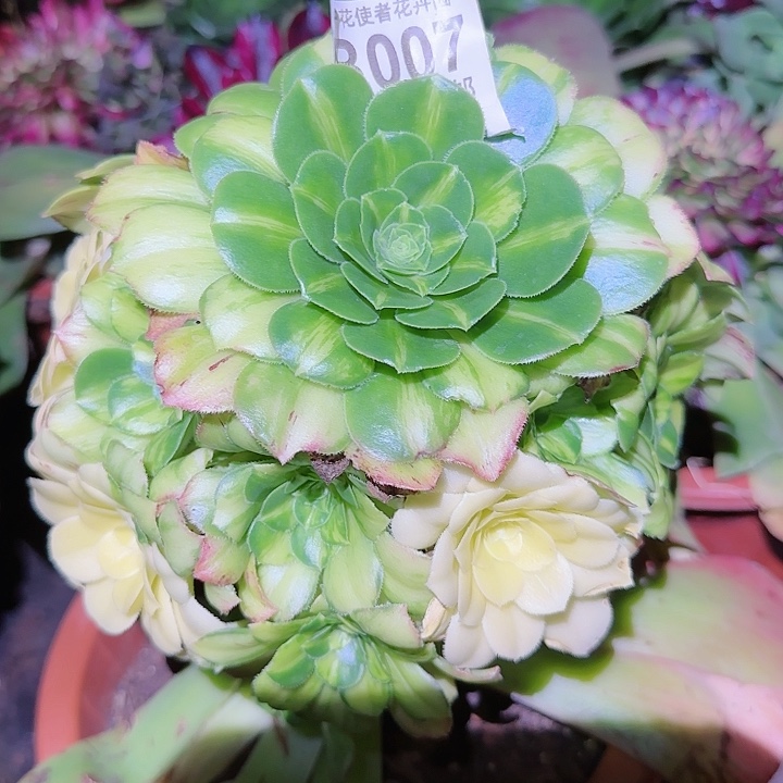 多肉法师朵朵捧花