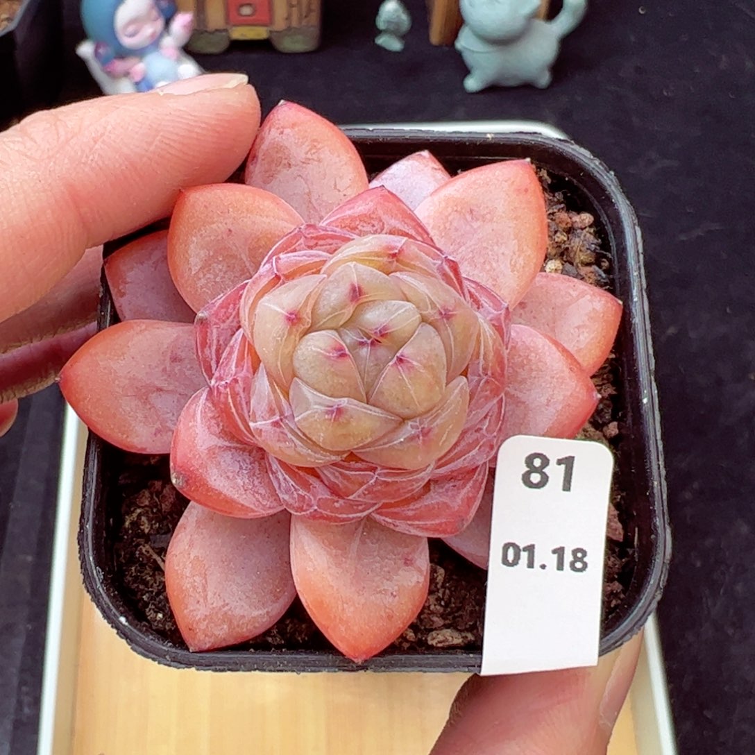 星星珍妮81、哈哈哈哈