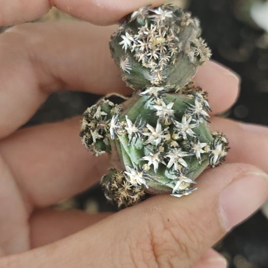 一物一拍，两颗一起！