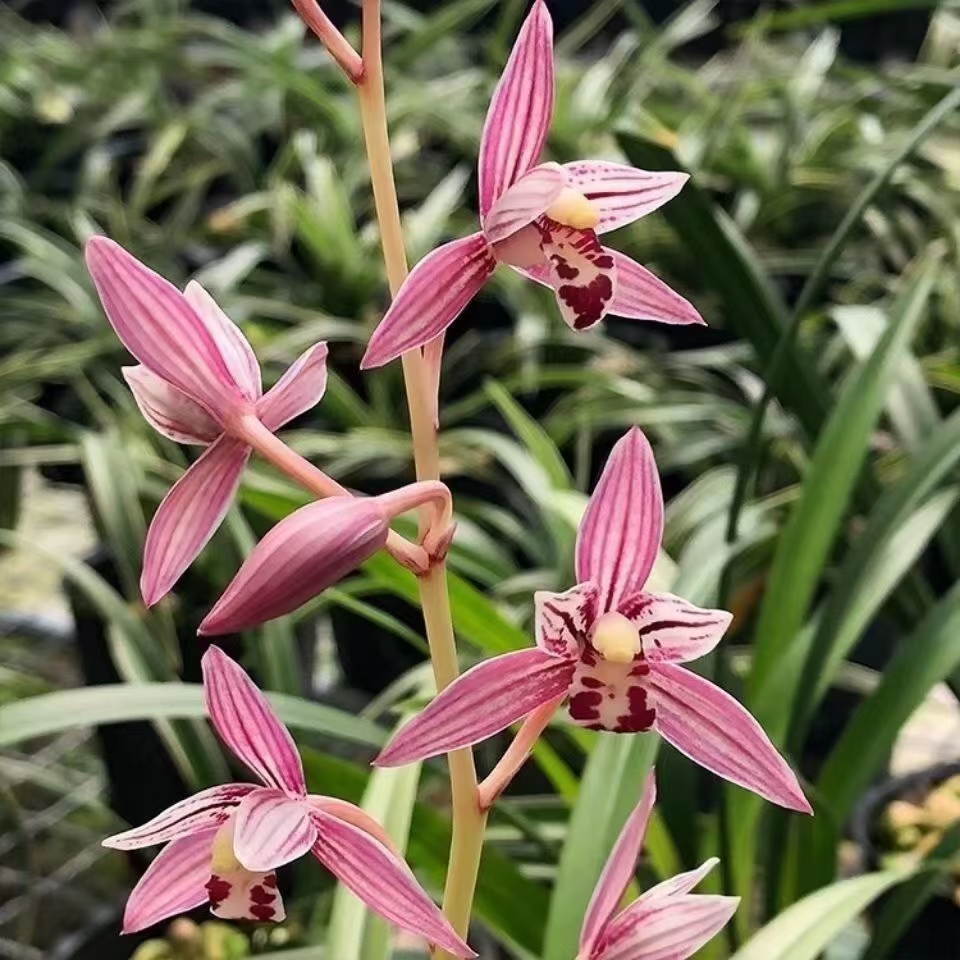 建兰红花老种市长红