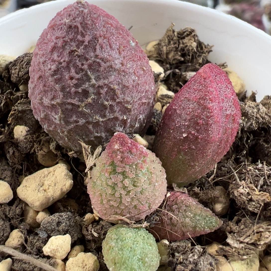 腹部系138号冰晶感粉色冰晶