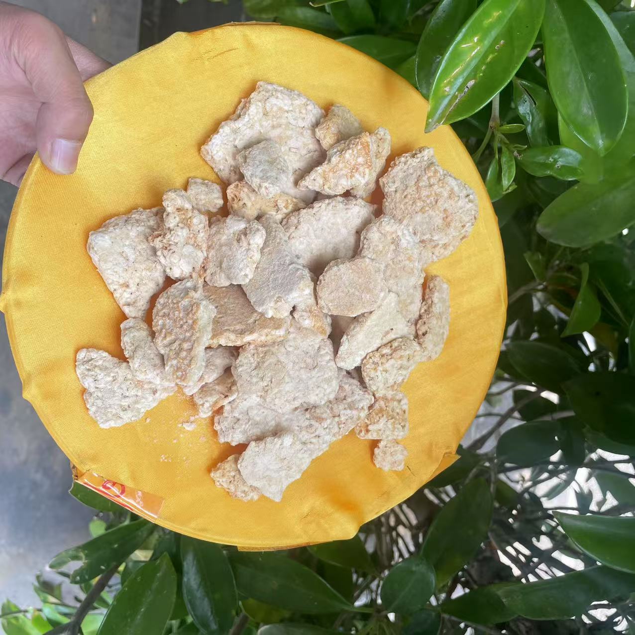 1【蜂-王-胎】净含量150g-1500g【阿虎现收】菌