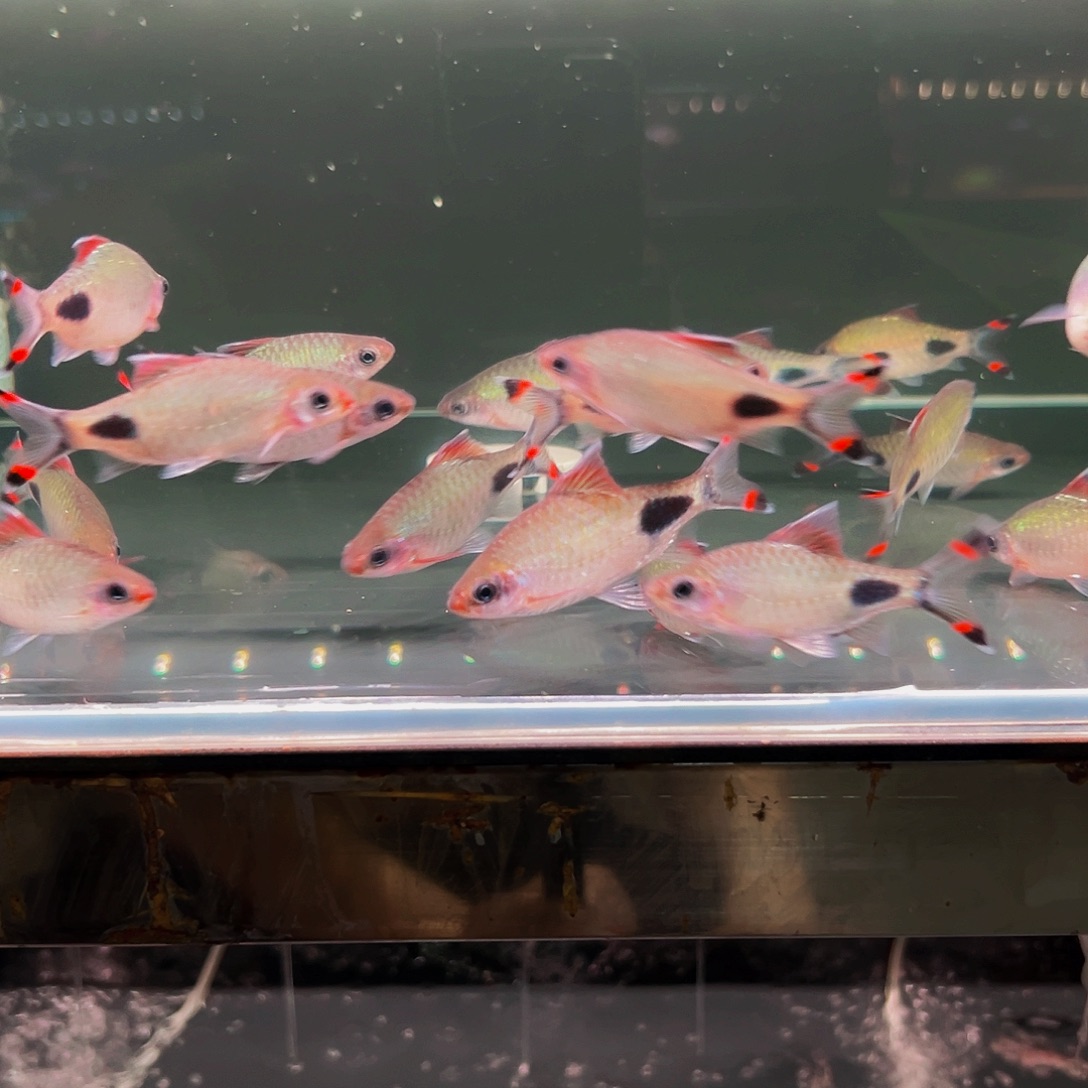 工具鱼黑影5条鱼鱼鱼鱼鱼