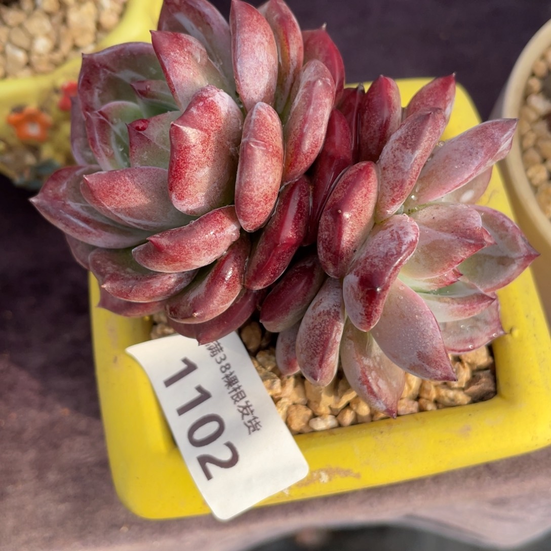 真***心1102夜魔侠双头多肉植物一物一拍