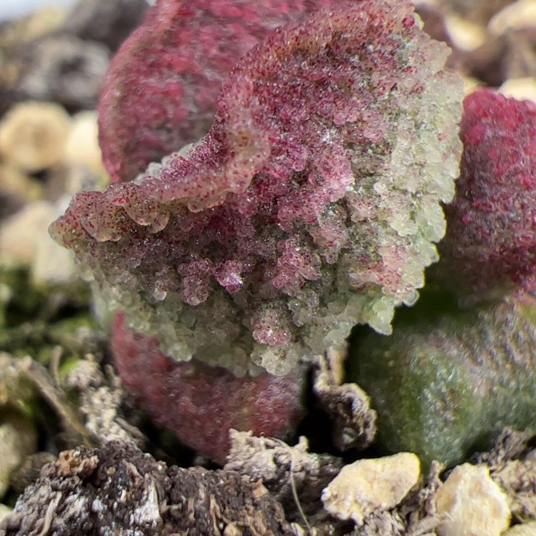 实生新品整颗多肉植物水泡