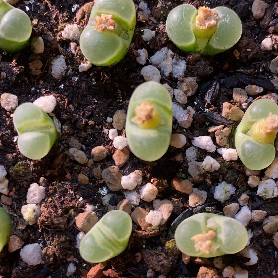 极窗风铃一颗。         