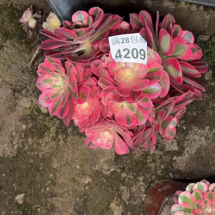 4209女巫多肉植物