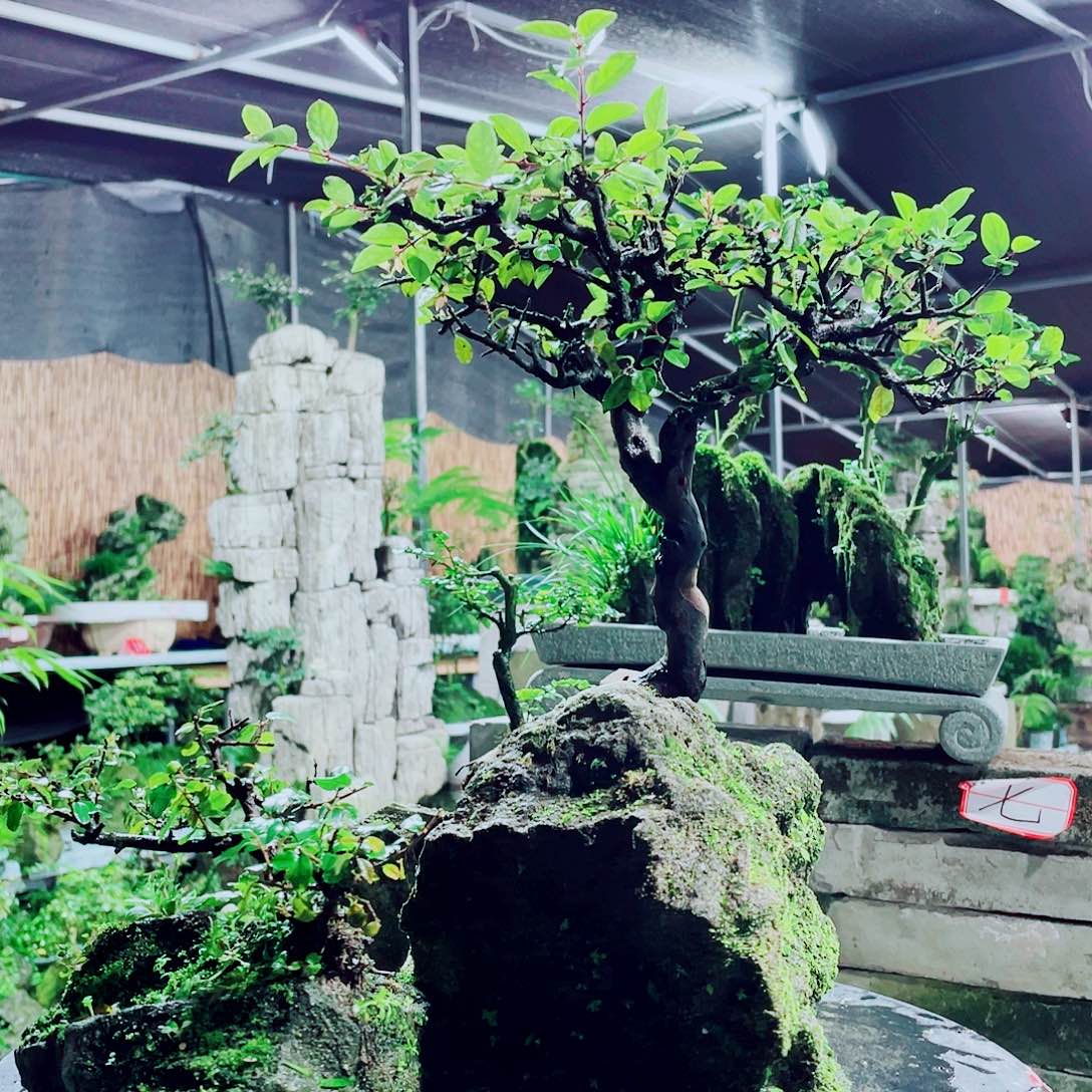 发***、无花朵新品上架了啊打一架都