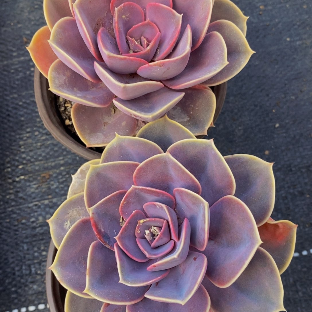 紫珍珠单头两盆多肉