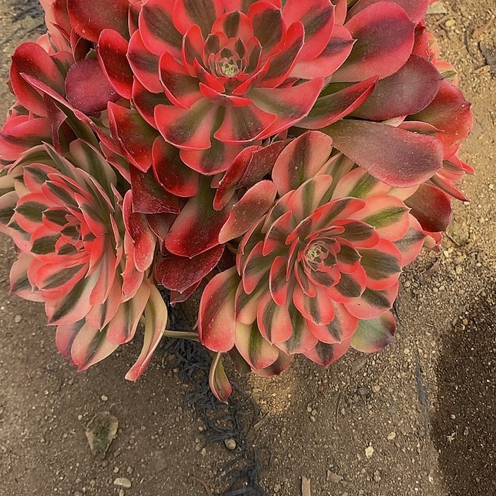 多肉香妃470多肉