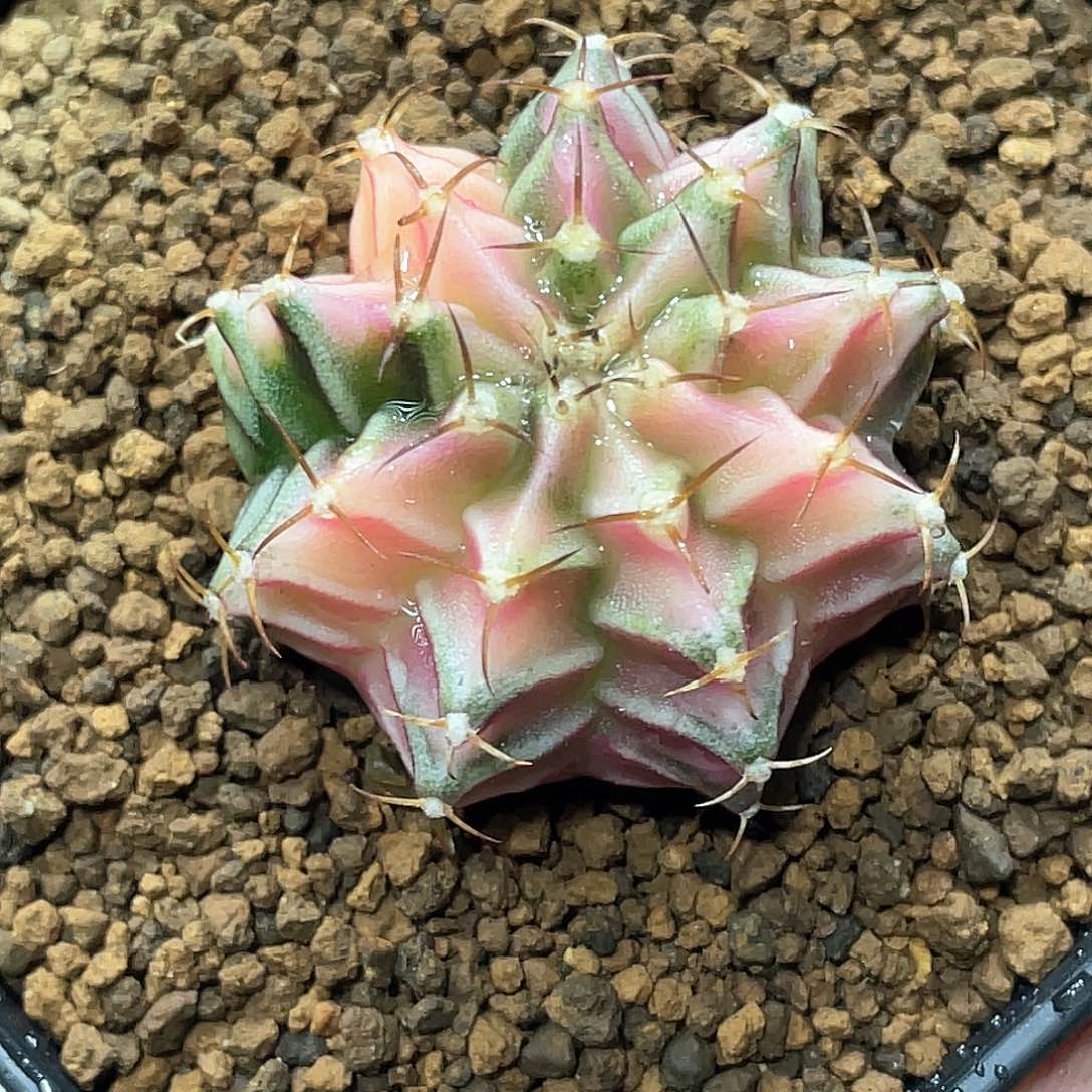 泰系实生根，粉嫩色系