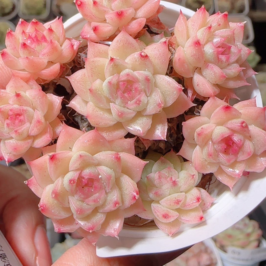 花语多肉1208-17散