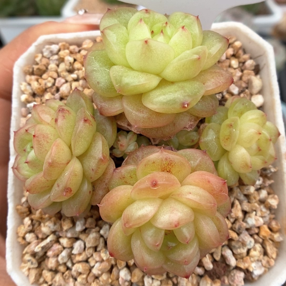 灯泡珍妮群生453号