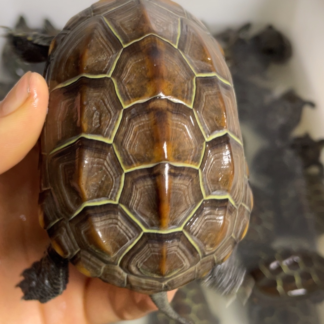苏北金线冷水草龟