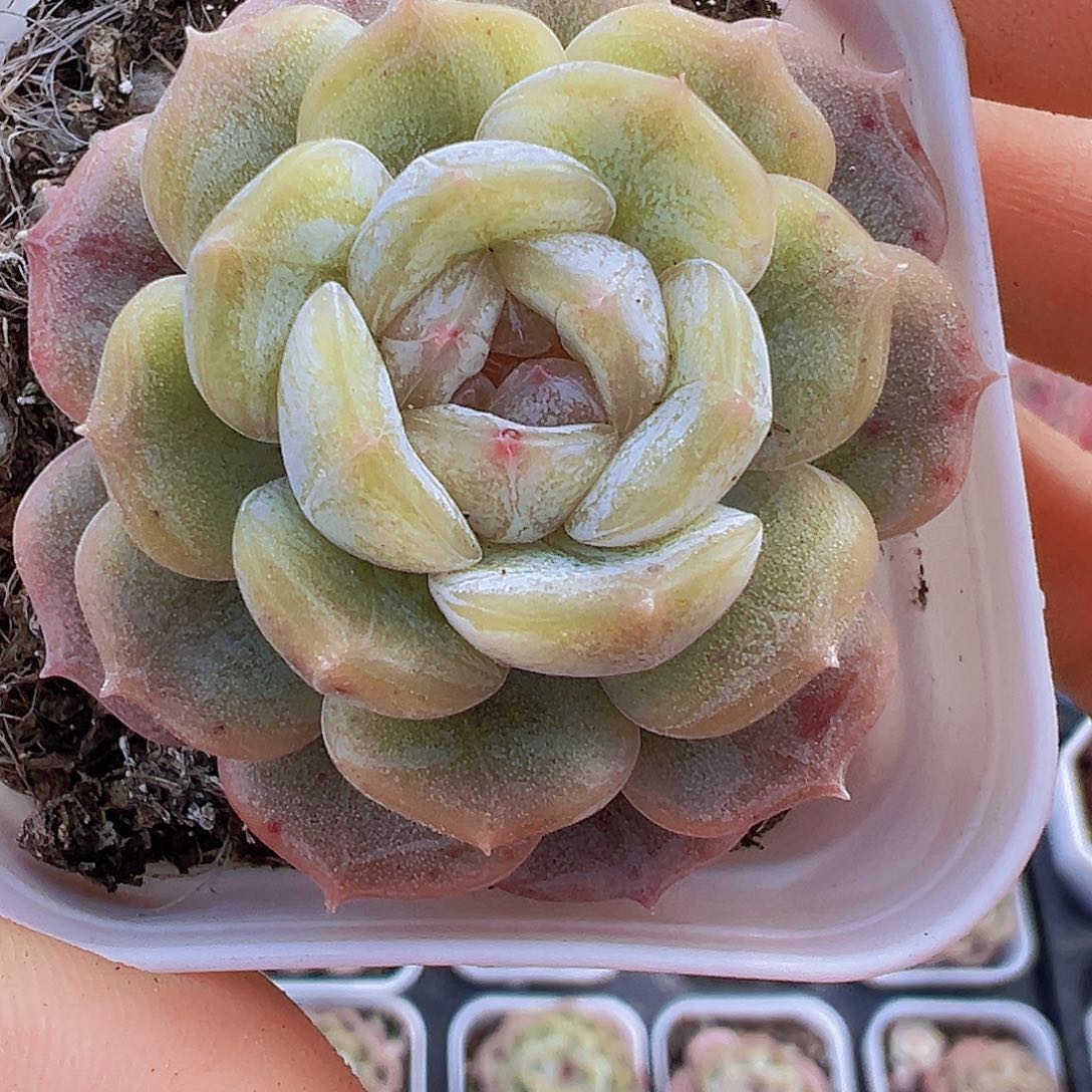 5.5盆白恋2颗19包邮