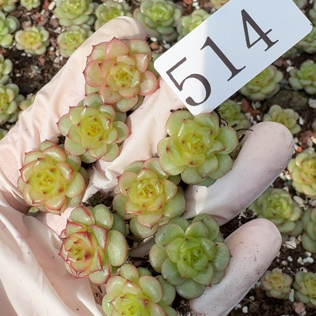 多肉植物多肉植物514