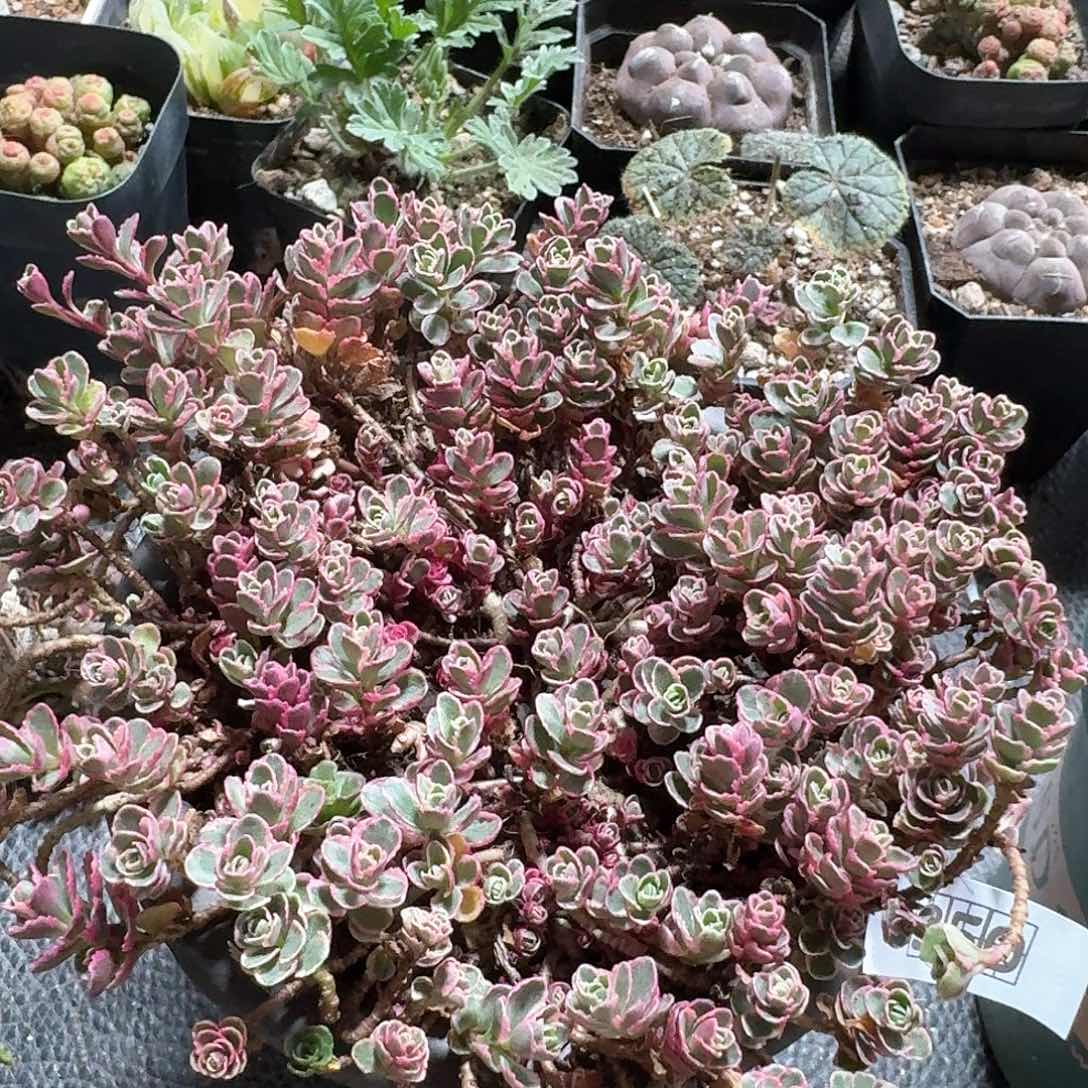 350小球玫瑰锦带盆发货